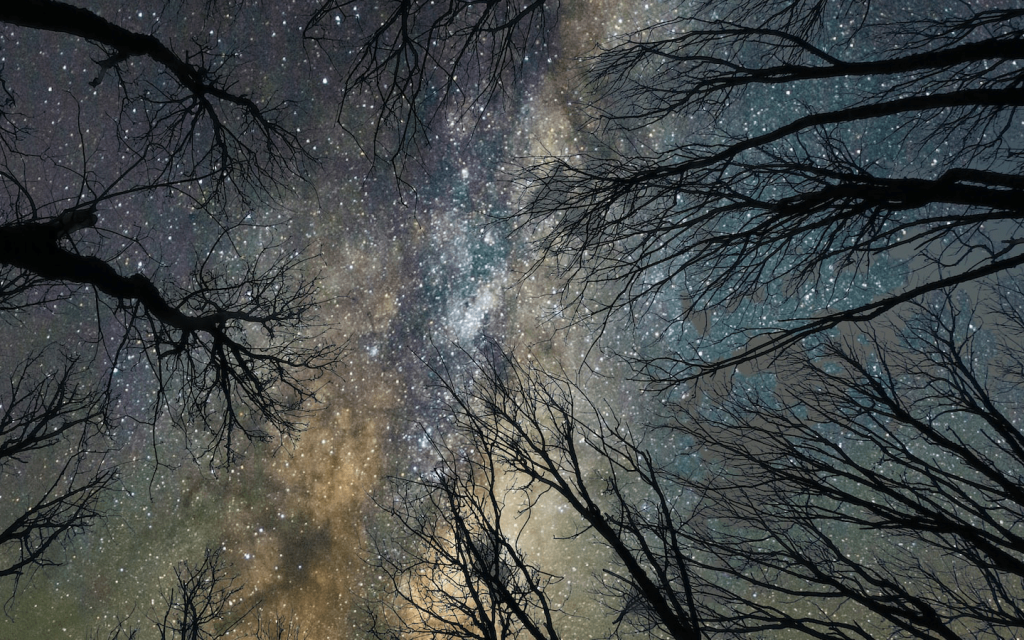 This is a star filled milky night sky taken from the ground up from a forest. This picture features dark wood branches around the perimeters of the frame in a circle such that the center of the frame is focused on a greyish, white, starry cloudy, mass. This is used to signify the magic in "A Discovery of Witches".