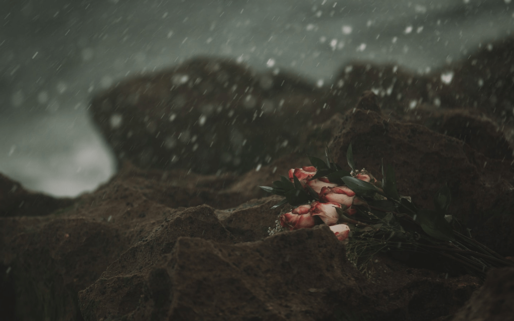 This is a snowy gloomy image of dying pink roses against dark rocks used to signify the somber tone in episode 17 and 18 of "Mr. Queen"