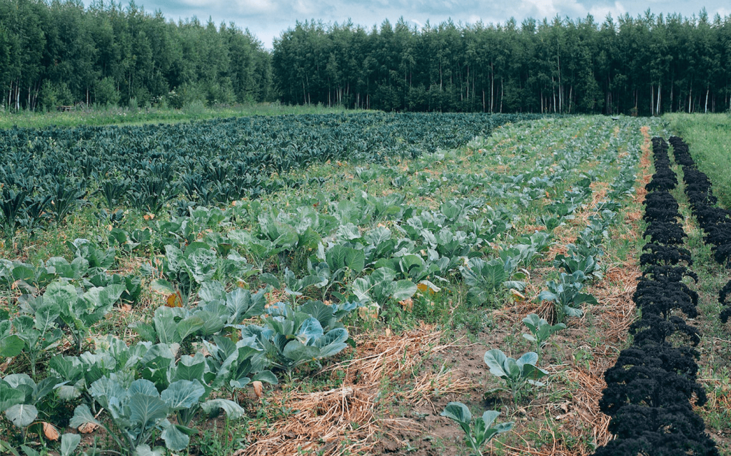 This is a field of vegetables which have yet to be harvested used to represent the farm in Minari.